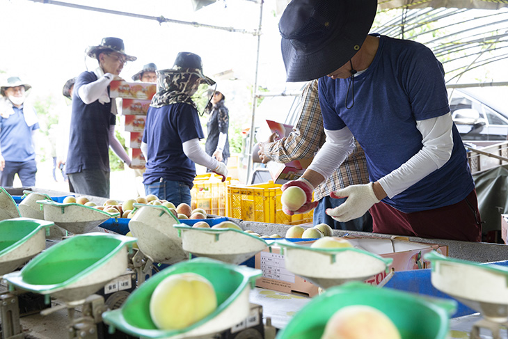 복숭아를 나르고 선별 작업을 하는 인사혁신처 직원들과 국가공무원노동조합 조합원들