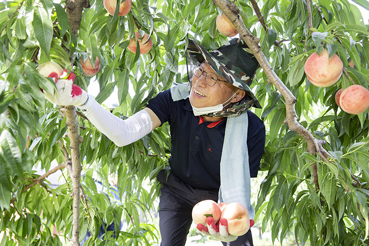 세종시 전동면 한 복숭아 농가에서 복숭아를 따며 과수농가 일손돕기를 하고 있는 김우호 인사혁신처 차장